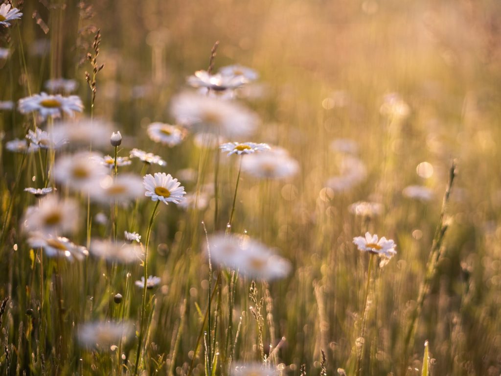 selective focus photo of oxeye daisies